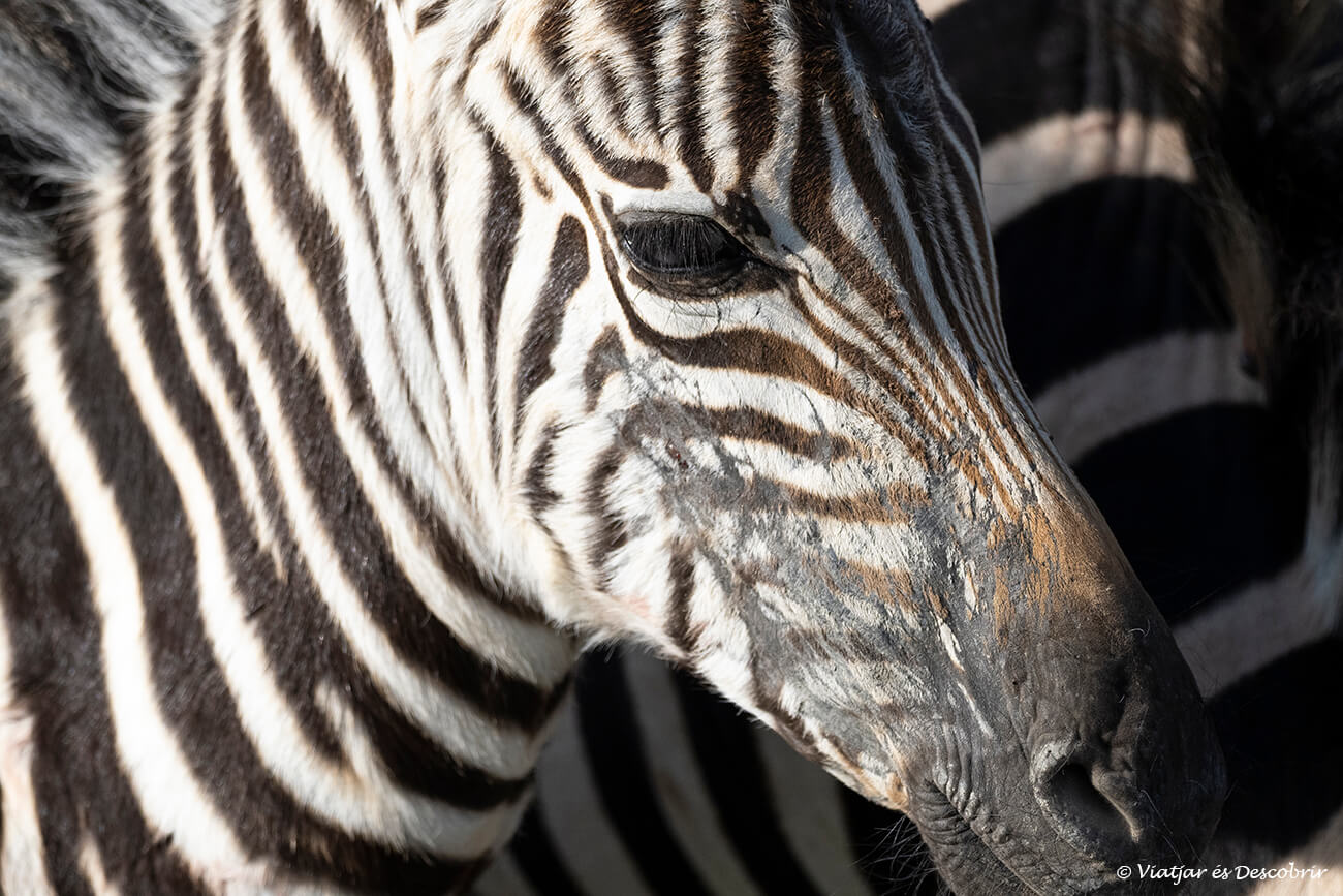 una cebra joven en el safari a Tanzania en 7 dias