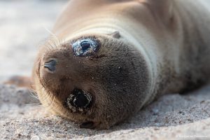 Lee más sobre el artículo Semana 77 (Quinuituq): Una nueva puesta de sol en Playa Mann