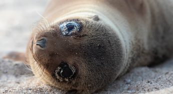 Semana 77 (Quinuituq): Una nueva puesta de sol en Playa Mann