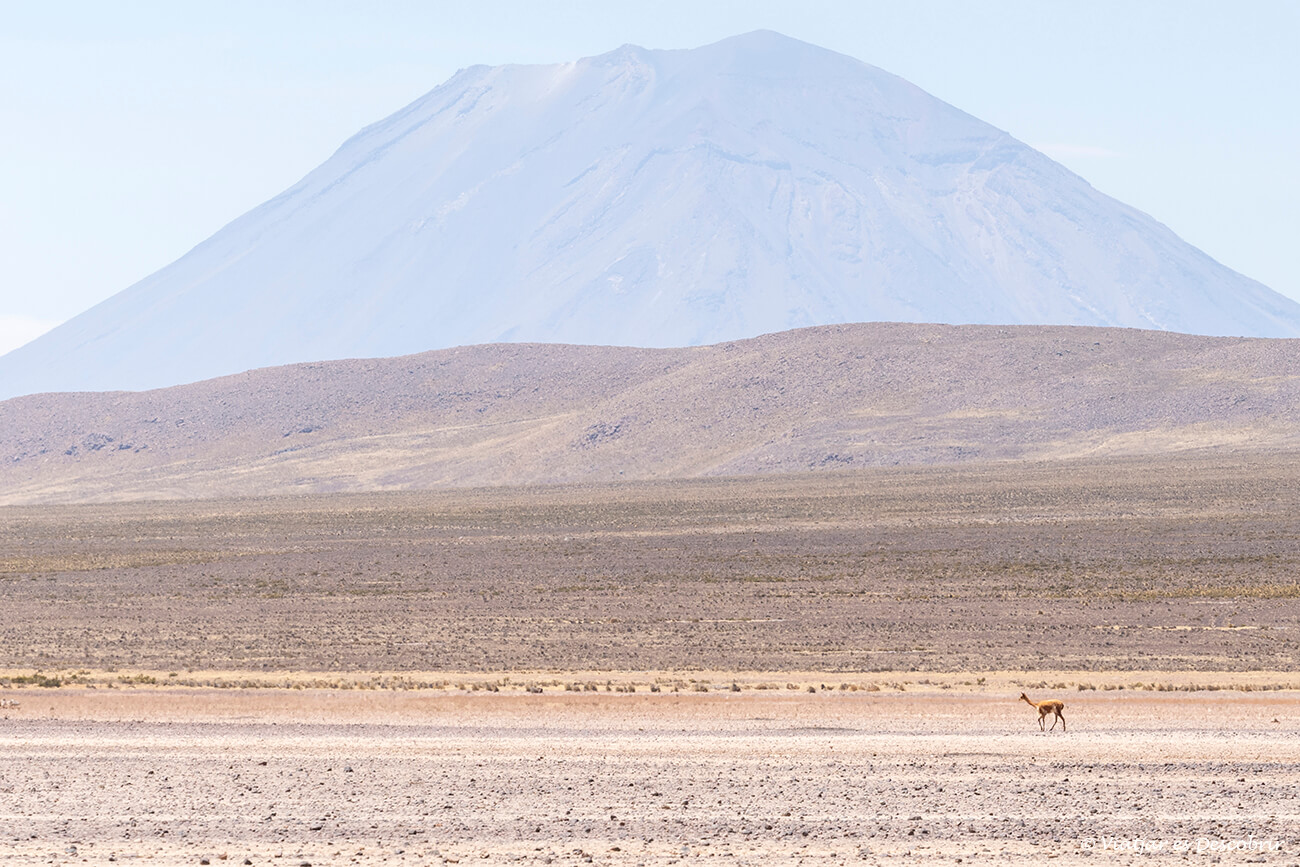 una vicuña y un volcán al fondo durante el recorrido desde Arequipa hasta Chivay