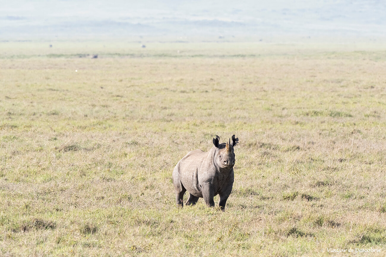 rinoceronte negro durante una ruta a Tanzania en 7 días