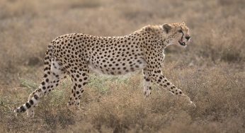 Tanzania en 7 días: La mejor ruta de safari por el país