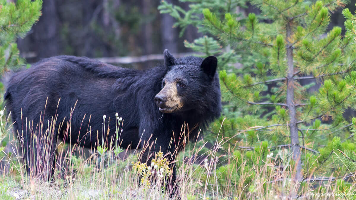 tener un buen seguro para una working holiday es imprescindible para vivir el viaje con seguridad y poder vivir grandes experiencias como ver osos negros en Canadá