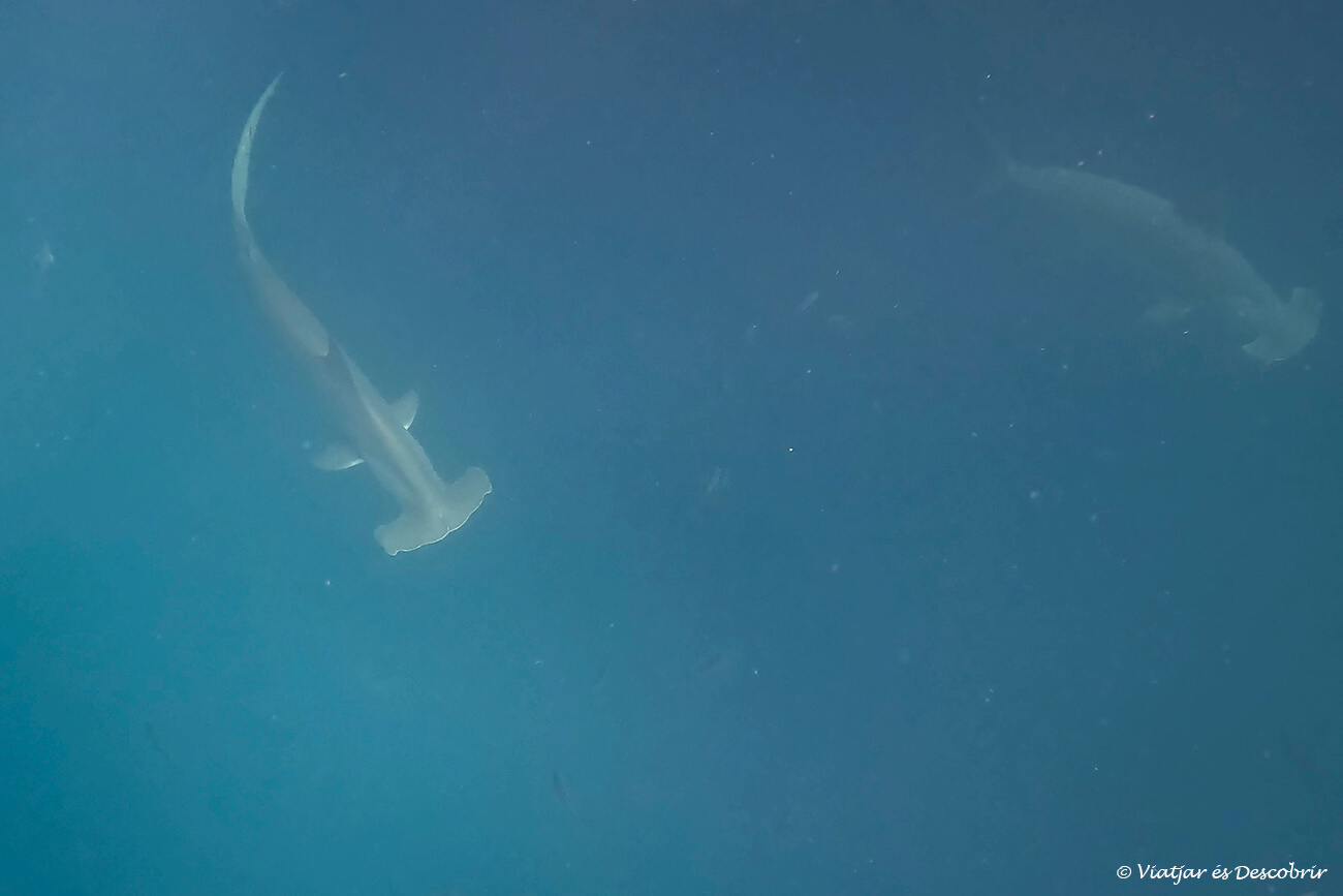 tiburones martillo dentro de un tour de snorkel que fue una de las partes más grandes del presupuesto del viaje a las Galápagos