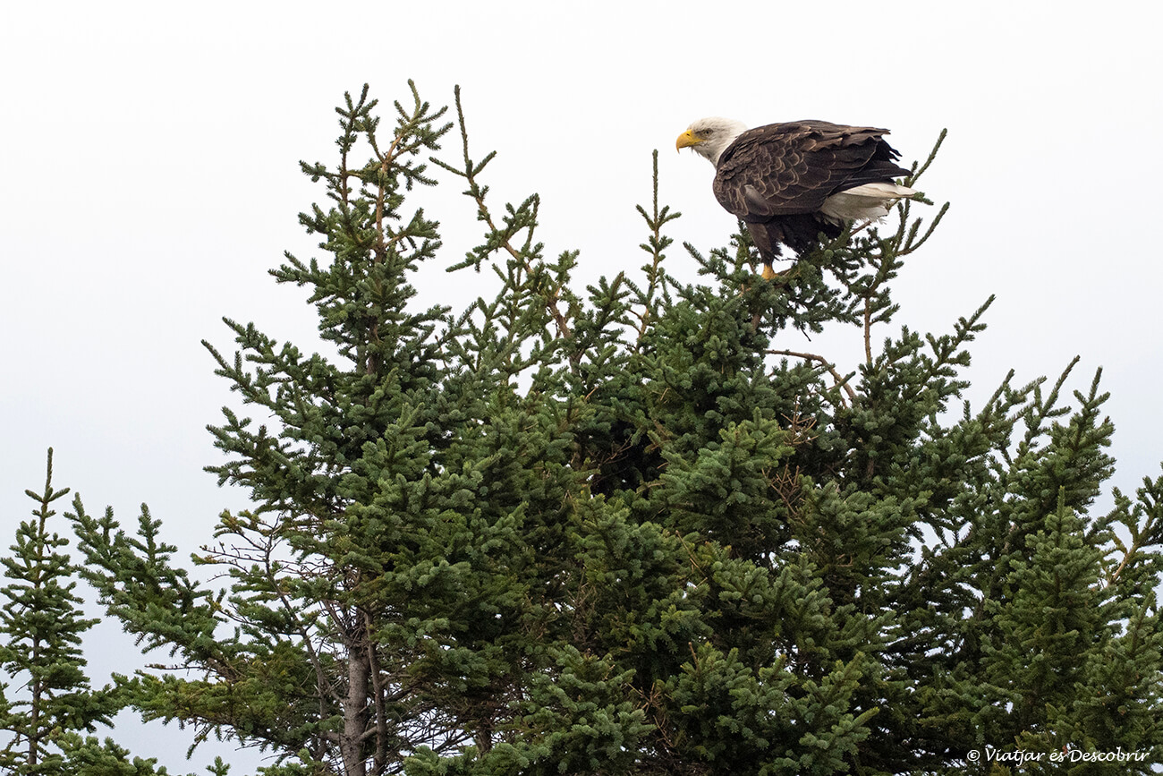 águila calva descansando sobre un árbol del ártico canadiense