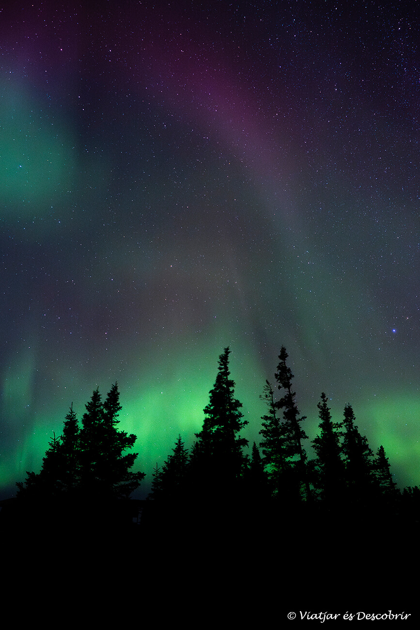 colorida aurora boreal sobre los árboles