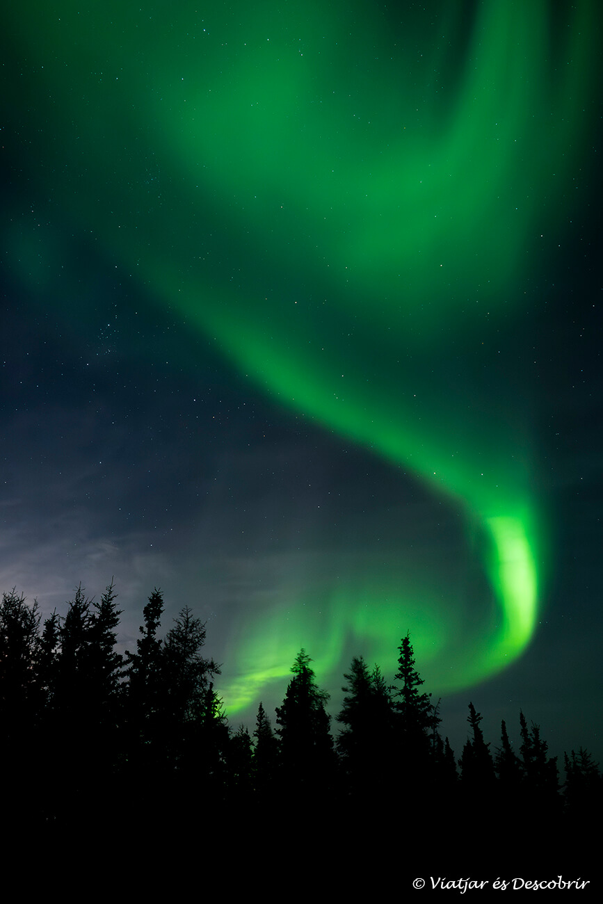 aurora boreal sobre los árboles de Churchill