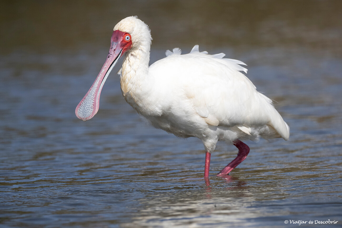 una de las muchas especies de pájaros acuáticas que se pueden ver en los recorridos en barca por el Lac Naivasha