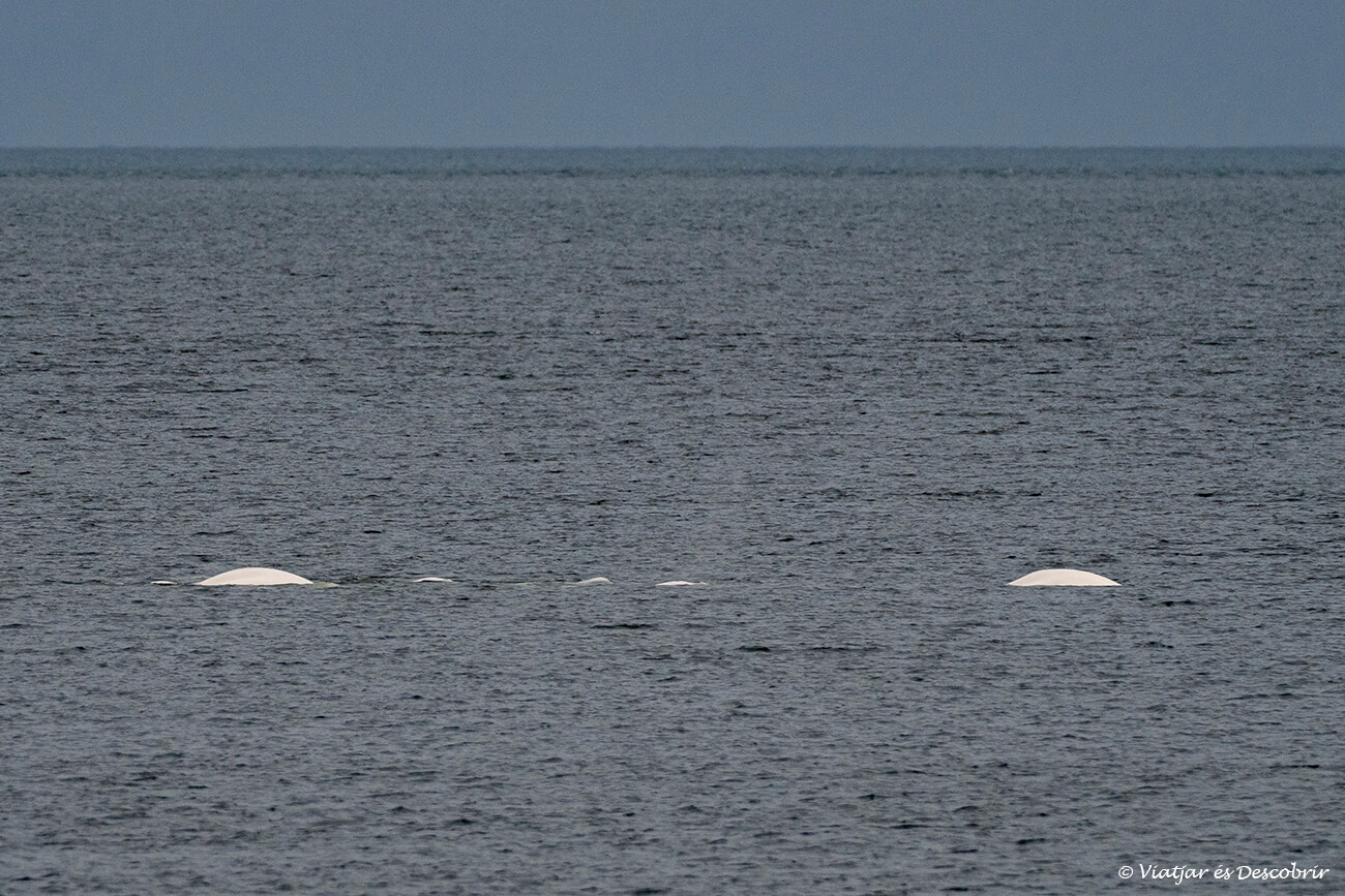 belugas nadando en la bahía de Hudson a principios de septiembre
