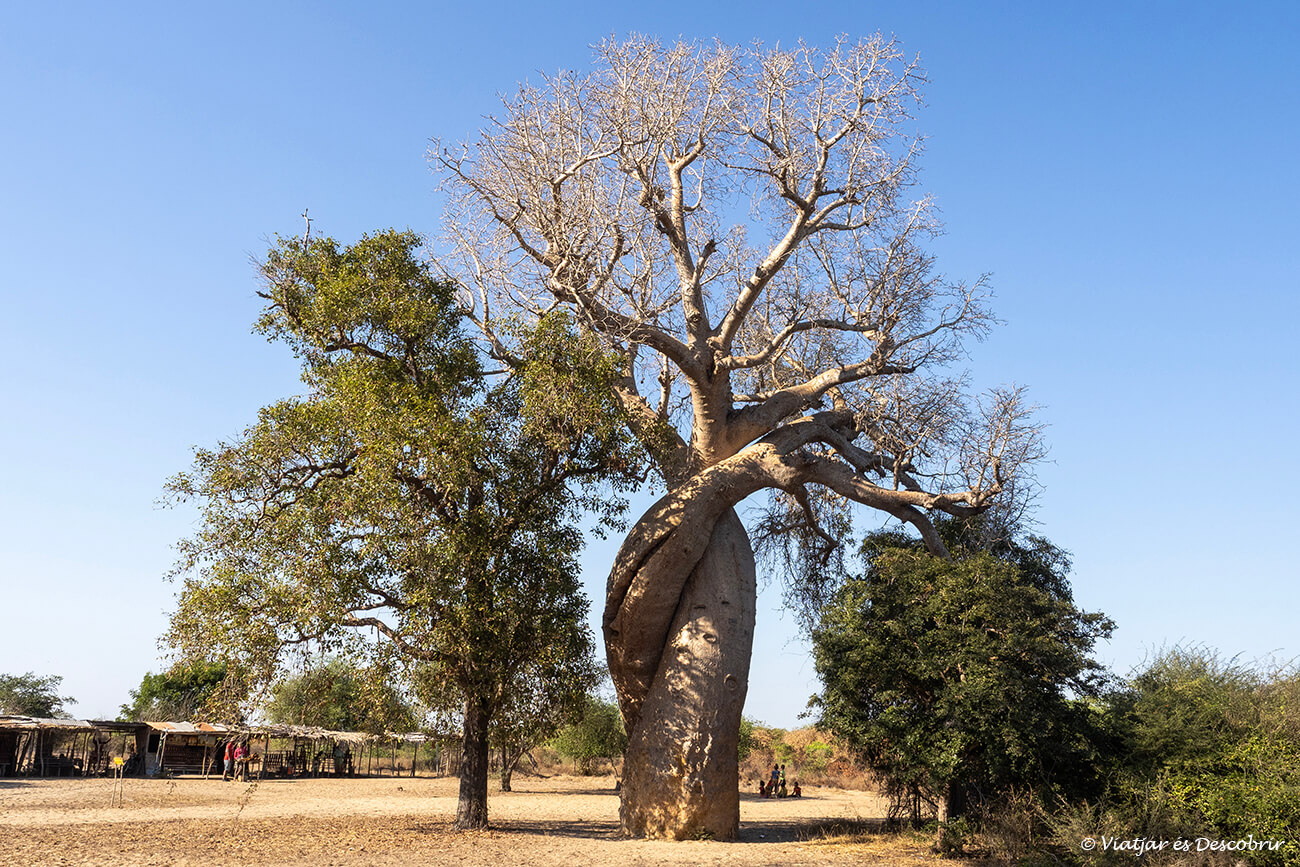 la curiosa forma del baobab amoreaux