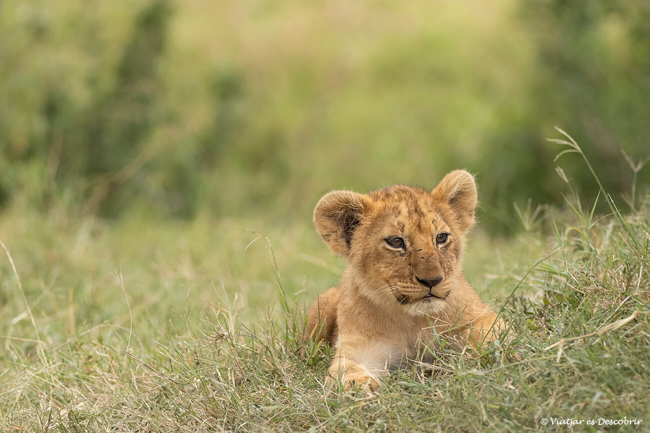 cría de león en el Masai Mara