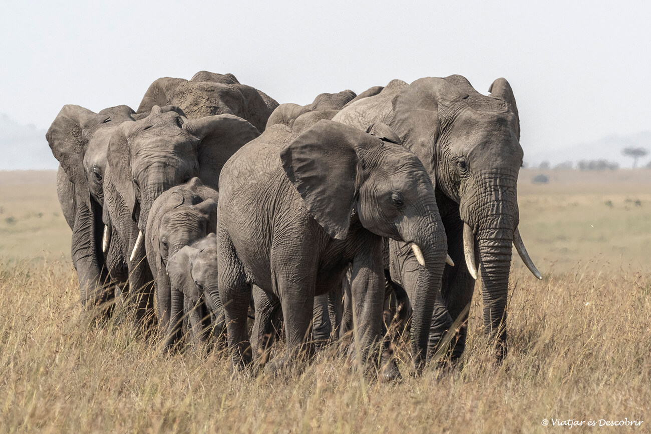 grupo de elefantes caminando por el Masai Mara en un viaje a Kenia en 10 días