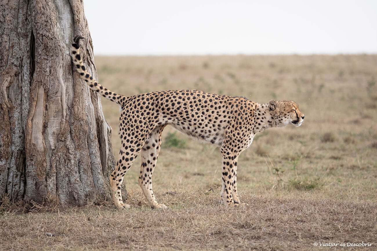 un guepardo marcando su territorio en el Masai Mara