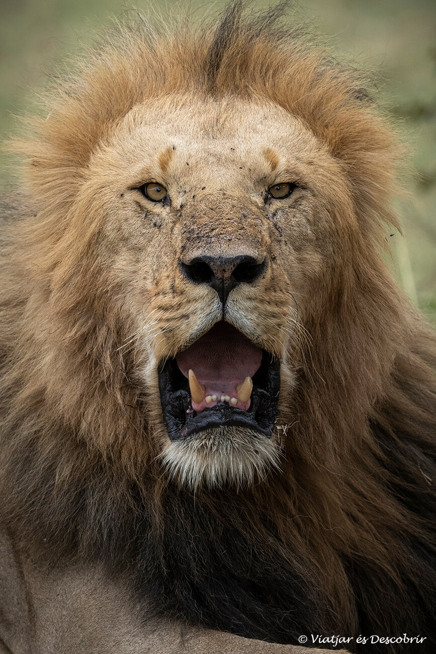primer plano de un león en el Masai Mara