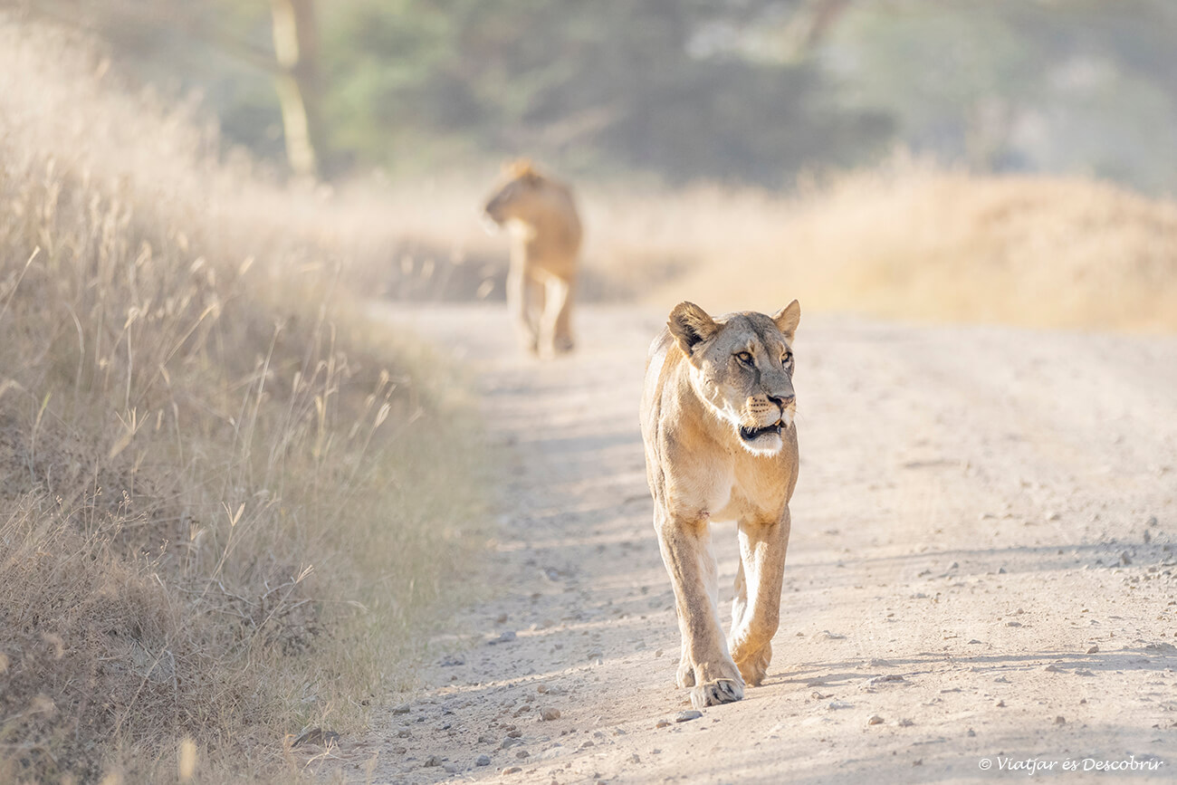 dos leonas caminando por una de las pistas de tierra del Parque Nacional del Lago Nakuru