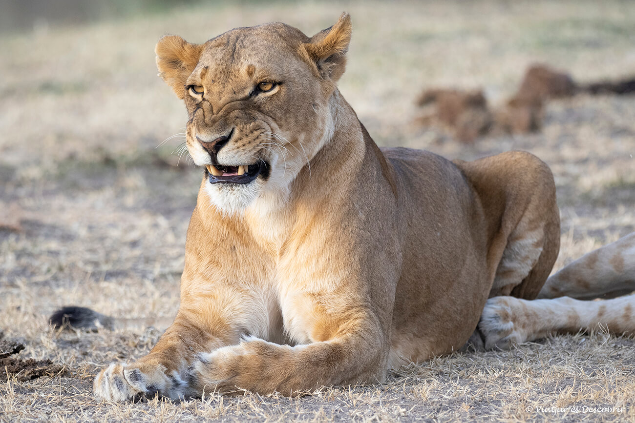leona en Ol Pejeta