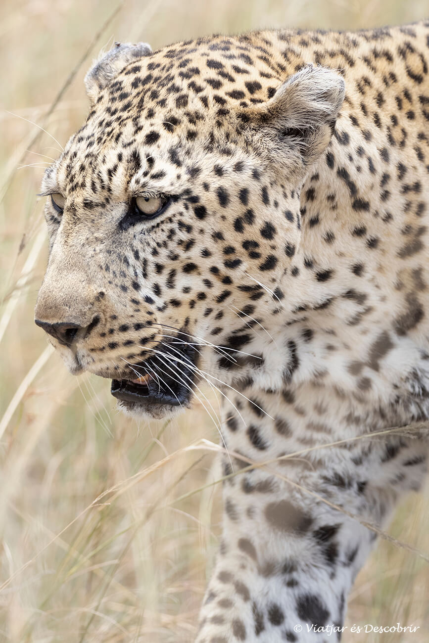 en una ruta a Kenia en 10 días normalmente también se tiene alguna oportunidad de ver a un leopardo, que es la especie de los tres grandes felinos más complicada de ver normalmente