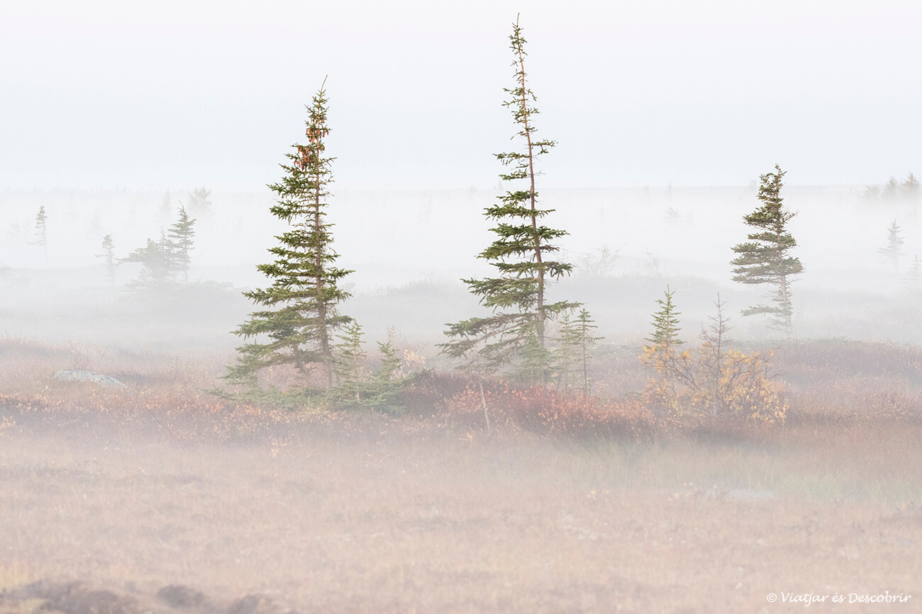 otoño y niebla en la tundra que rodea al pueblo