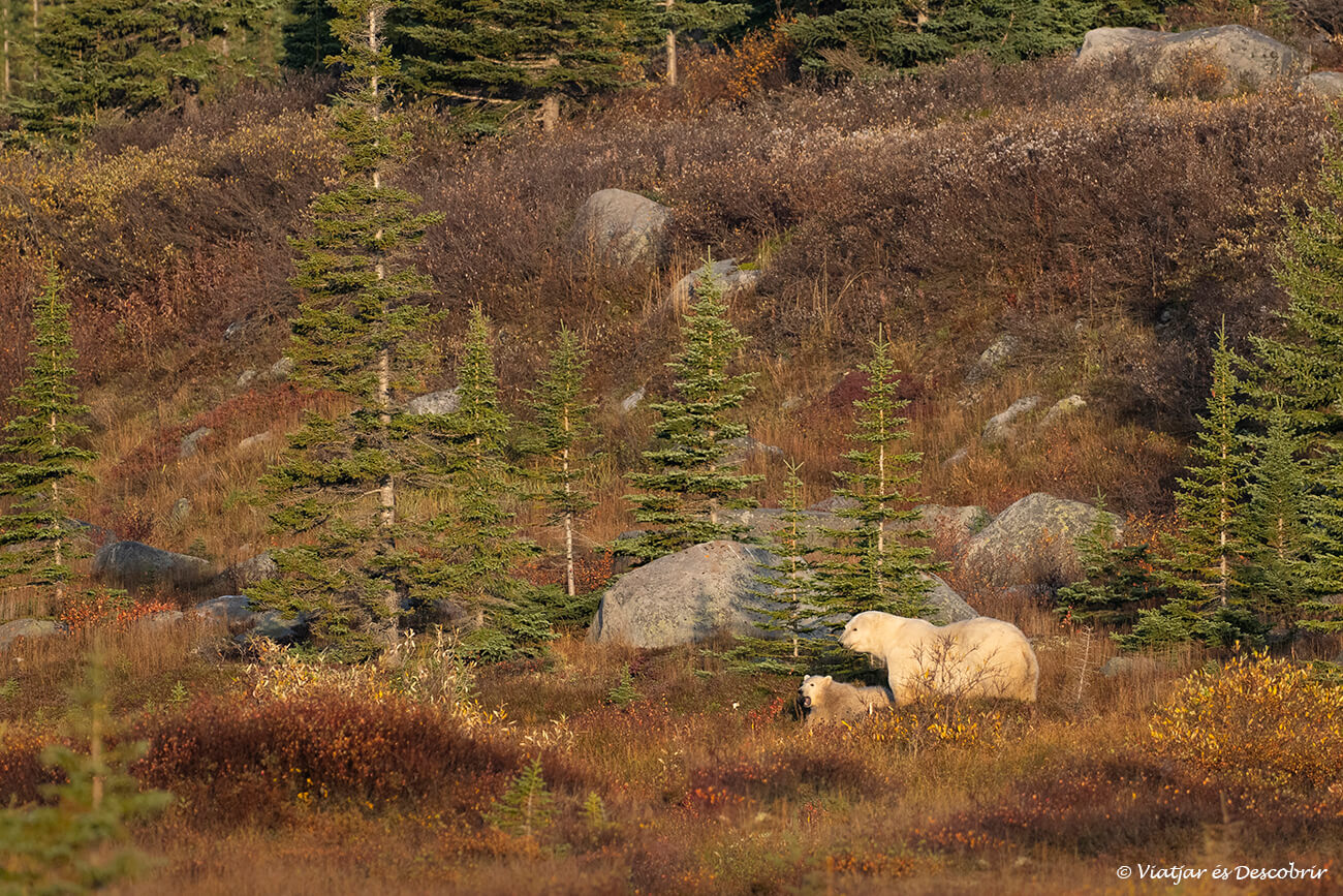 una osa polar con su cría en un paisaje de otoño durante un viaje a Churchill