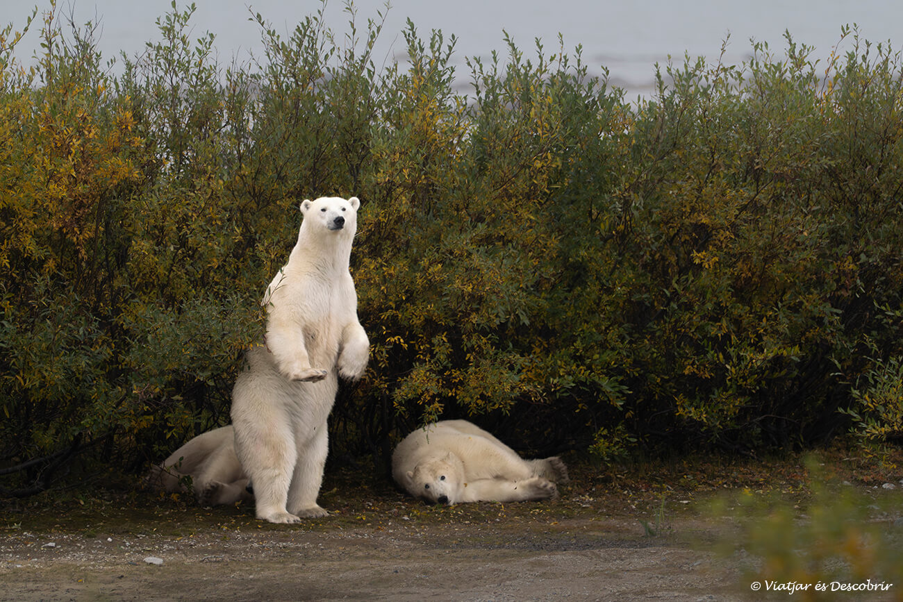 un oso polar derecho investigando su entorno