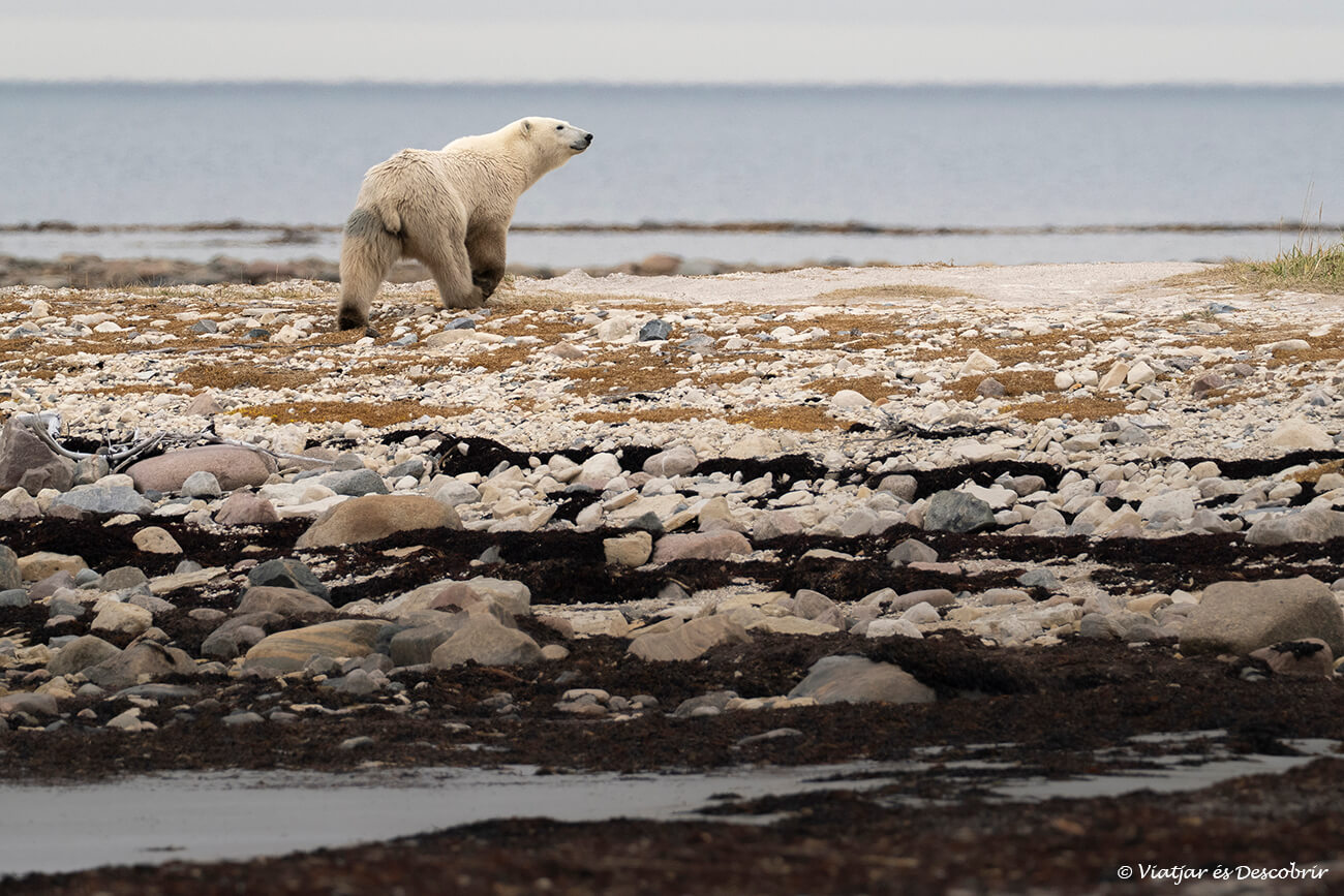 oso polar caminando por el litoral de la bahía de Hudson