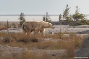 Lee más sobre el artículo Guía para viajar a Churchill (Canadá): Los mejores consejos