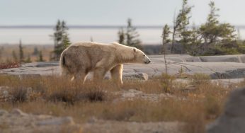 Guía para viajar a Churchill (Canadá): Los mejores consejos
