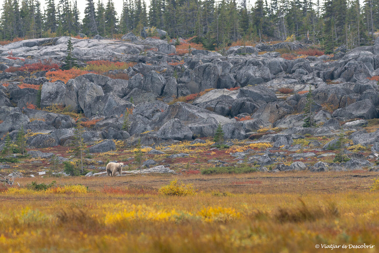 un gran oso polar en la tundra durante el otoño en una oportunidad para viajar a Churchill por libre y de forma más económica