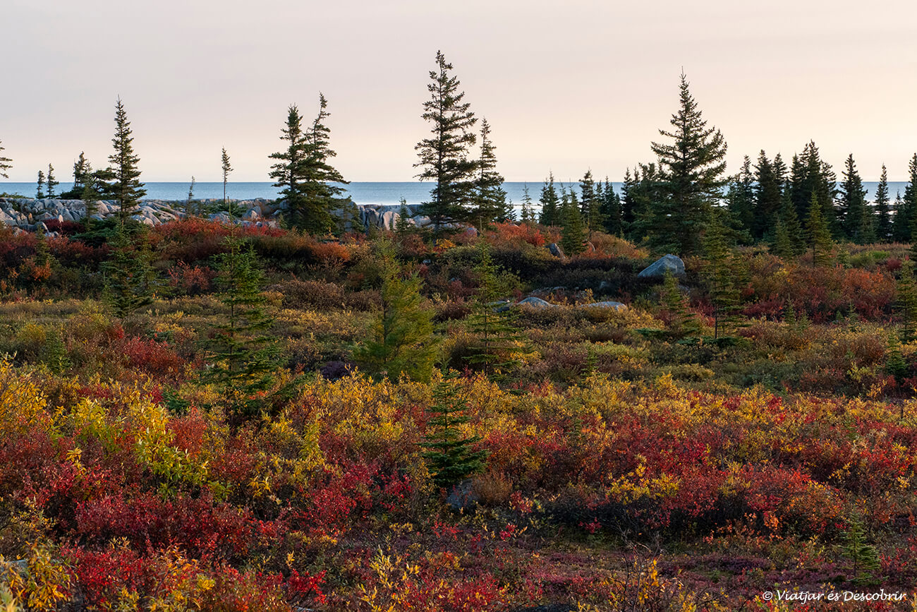 colores de la tundra en otoño