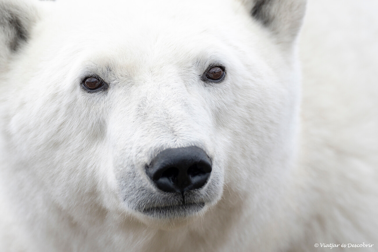 primer plano de un oso polar en un momento inolvidable al viajar a Churchill