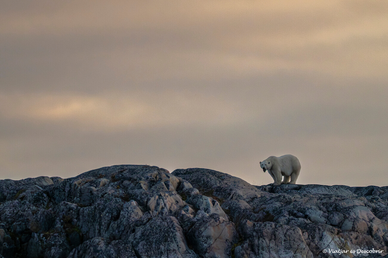 oso polar sobre unas rocas en el final del viaje a Churchill
