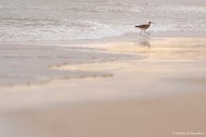 Lee más sobre el artículo Semana 78 (Quinuituq): Entre tortugas marinas en las Galápagos