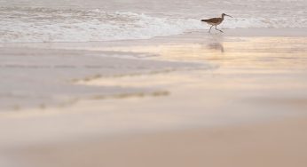 Semana 78 (Quinuituq): Entre tortugas marinas en las Galápagos