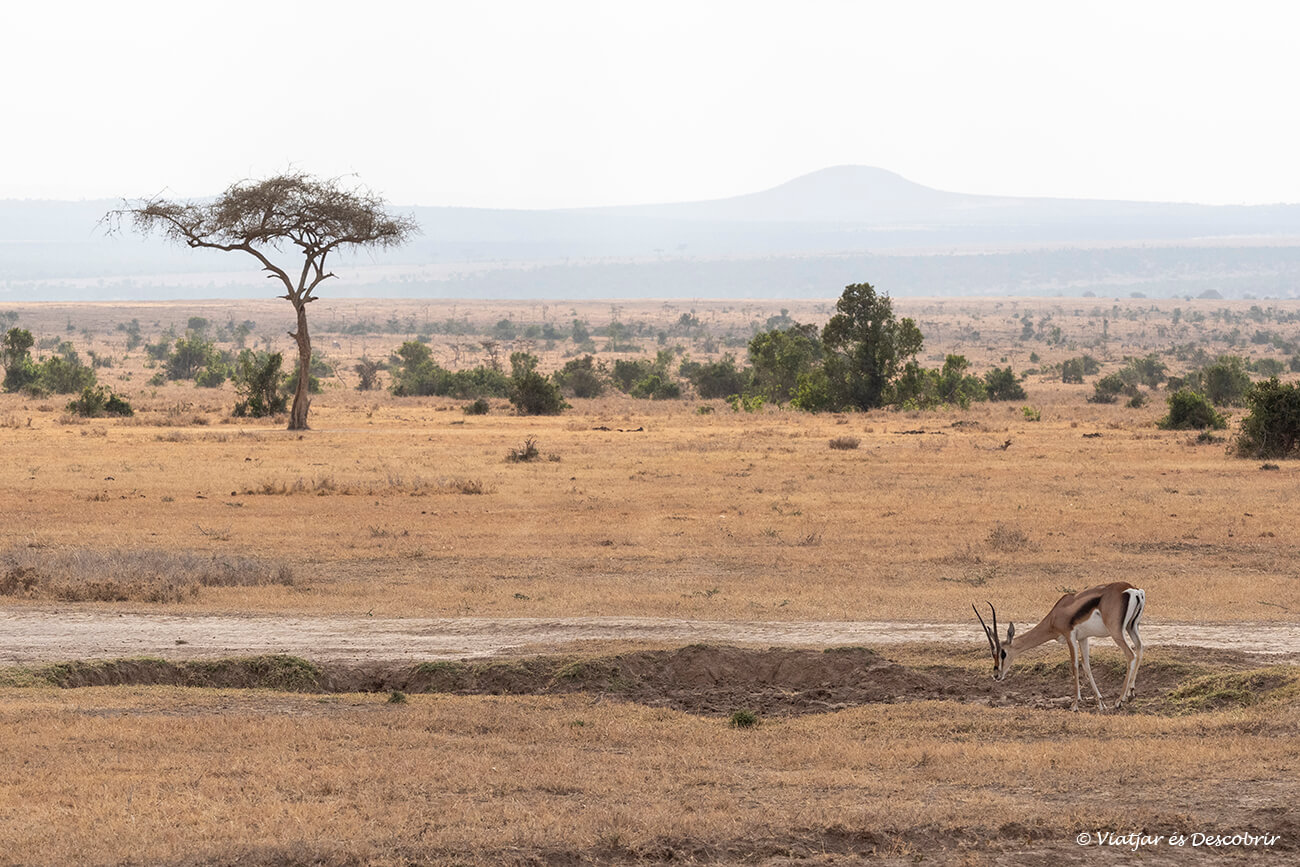 paisaje árido de la reserva de ol pejeta y una gacela de Thompson en una de las primeras mañanas de safari por Kenia en 10 días