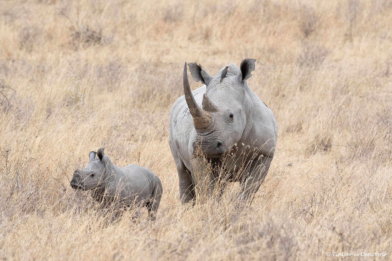 Kenia en 10 días: poder ver rinocerontes en el lago Nakuru es siempre una experiencia inolvidable