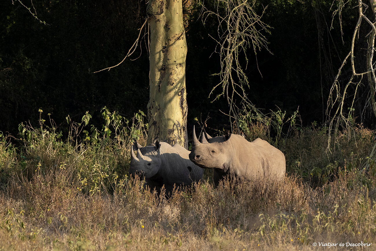 dos rinocerontes negros en el bosque de acacias del Lago Nakuru
