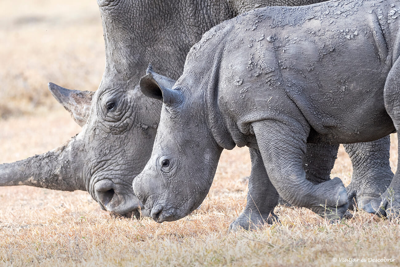 primer plano de un rinoceronte y su cría a ol pejeta