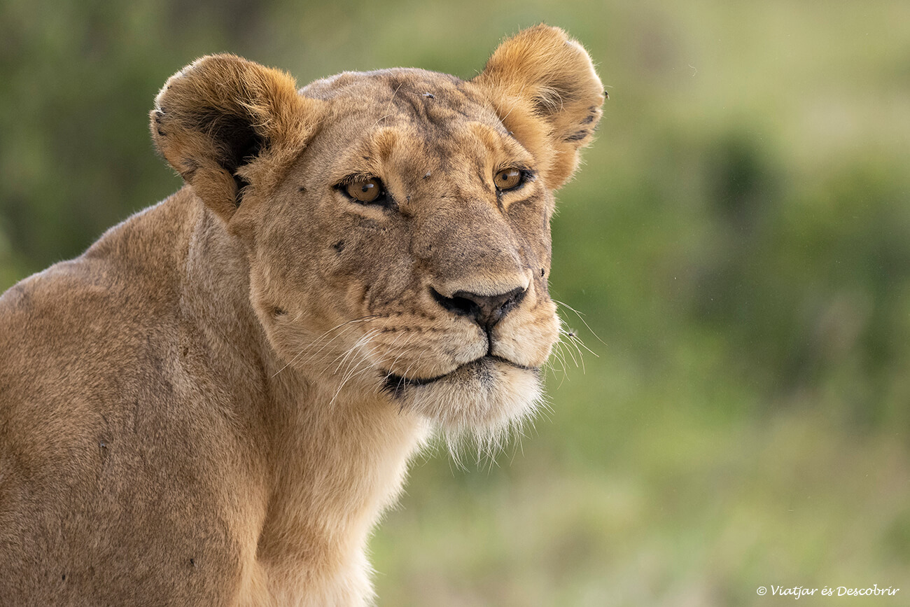 leona en el Masai Mara con el paisaje verde de la época de lluvia al fondo