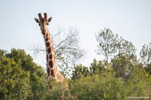 Lee más sobre el artículo Kenia en 10 días: La mejor ruta de safari