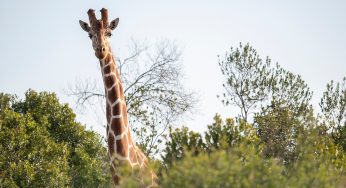 Kenia en 10 días: La mejor ruta de safari