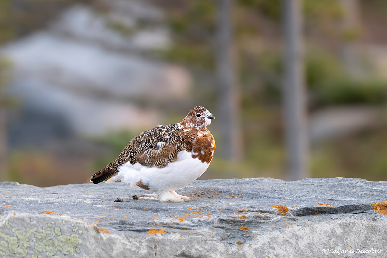 perdiz blanca cambiando su plumaje antes de la llegada de la nieve a Churchill