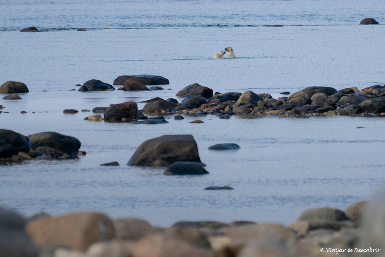 osos polares bañándose en la bahía de Hudson