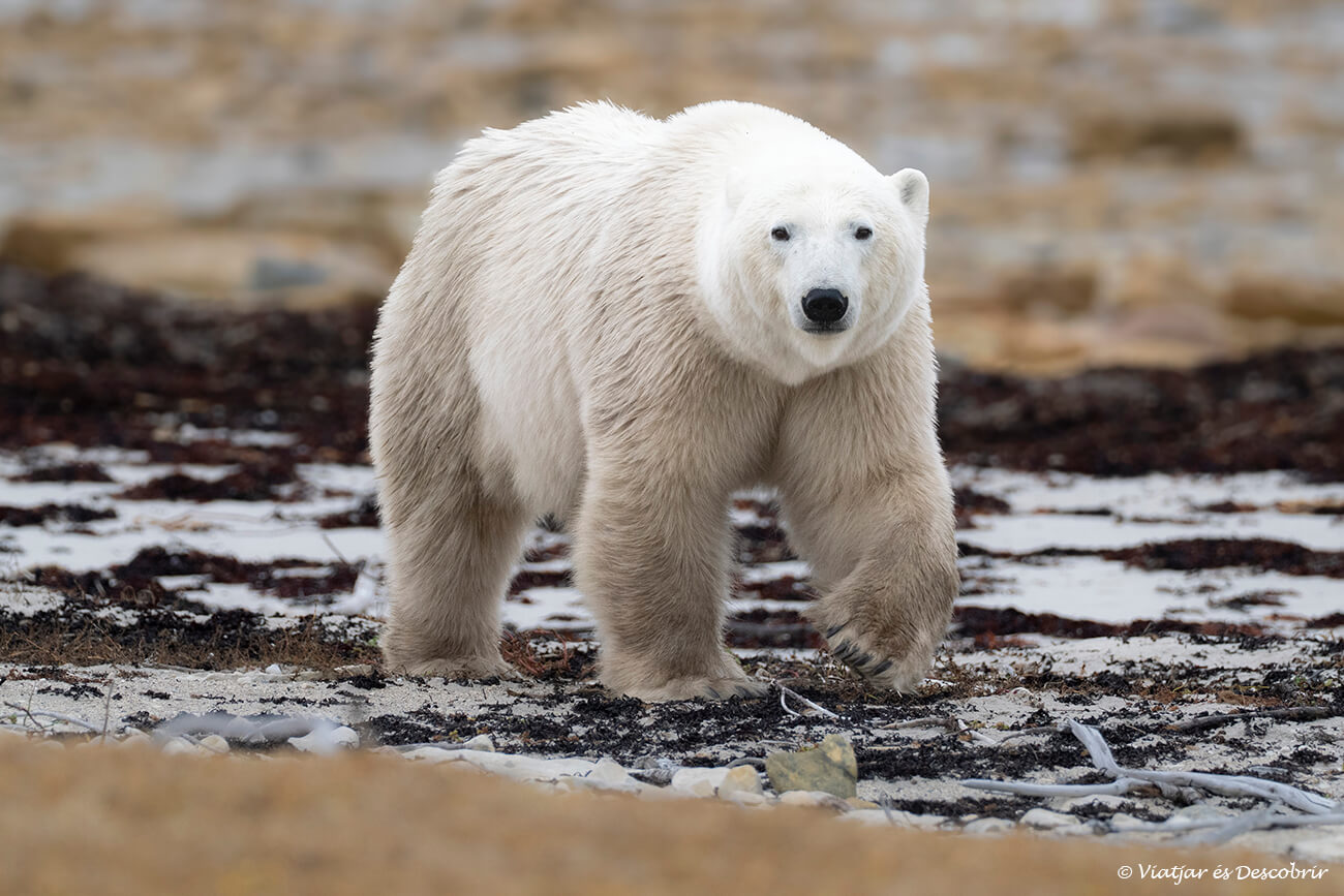 oso polar joven caminando junto a la playa