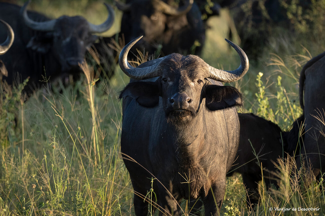 grupo de búfalos en la Reserva Moremi cerca de Maun