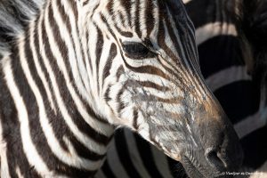 Lee más sobre el artículo ¿Cuál es la mejor época para viajar a Tanzania?