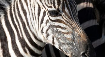 ¿Cuál es la mejor época para viajar a Tanzania?