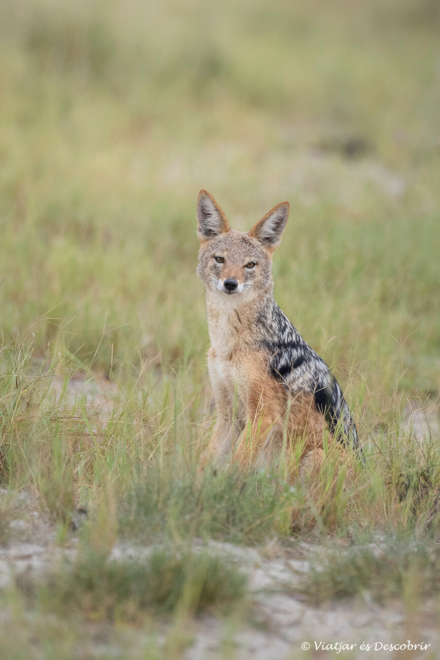 la mejor manera de reducir el precio de un safari a Botswana es ir por libre, como el chacal de la foto, pero es necesario tener cierta experiencia