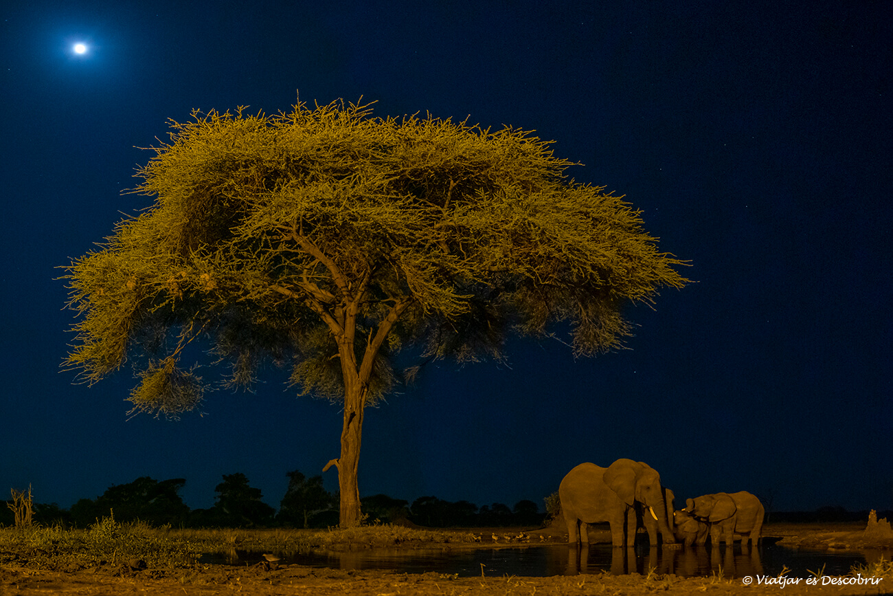 elefantes fotografiados por la noche desde el hide del Senyati Camp