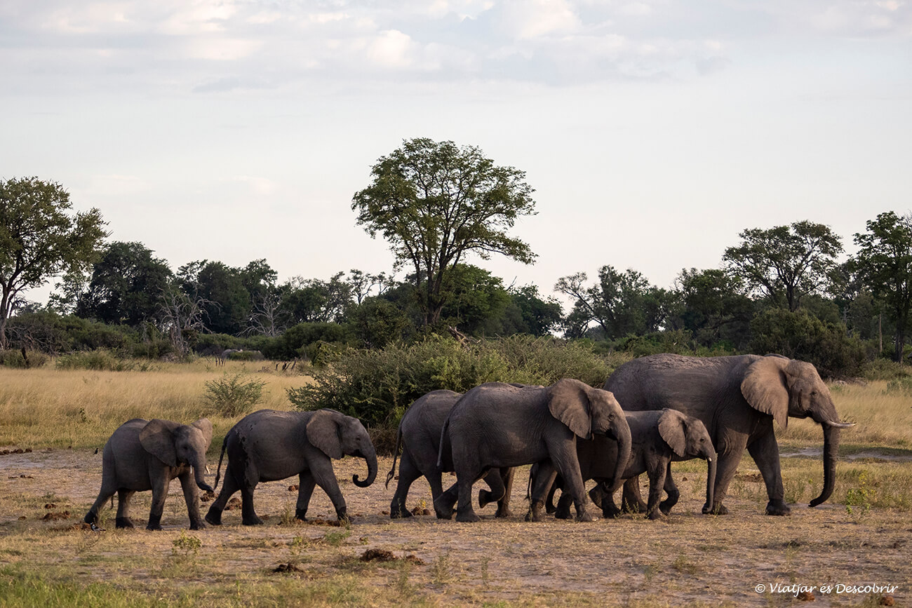 el precio de un safari en Botswana es alto pero permite ver escenas inolvidables como una familia de elefantes caminando por el Delta del Okavango
