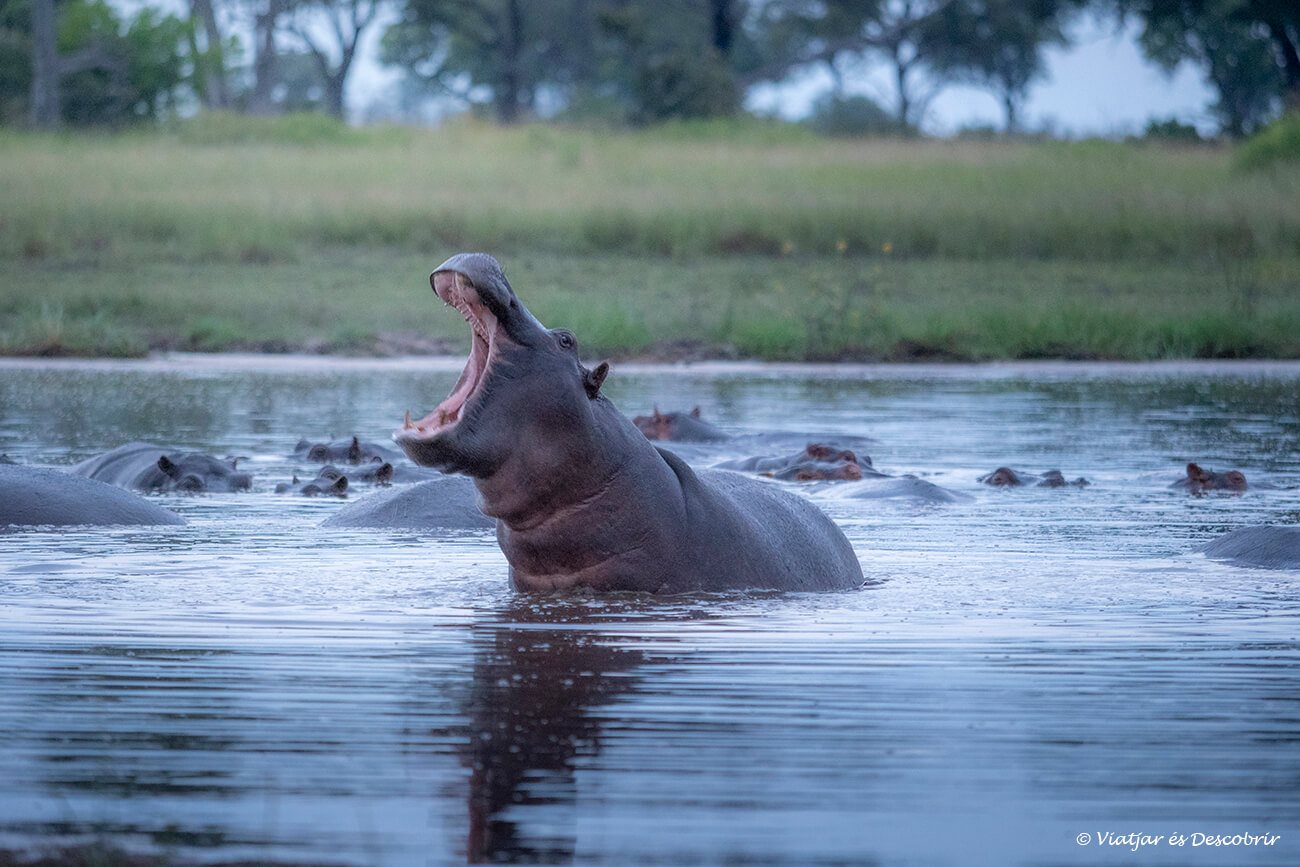 hipopótamo durante una mañana en el delta del Okavango en un safari en Botswana